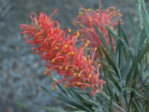 this is grevillea flower